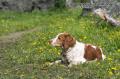 _IGP6399 chloe resting in dandelions